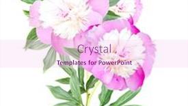  Presentation with peony - Amazing slide set having branch-of-peony-paeonia backdrop and a pink colored foreground