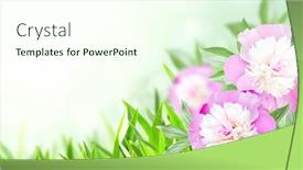  Presentation with peony - Audience pleasing theme consisting of branch-of-peony-paeonia backdrop and a cream colored foreground