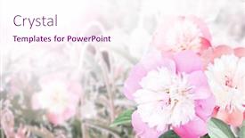  Presentation with peony - Presentation theme with branch-of-peony-paeonia background and a pink colored foreground