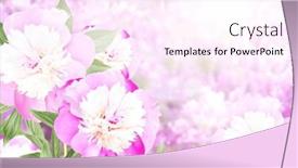  Presentation with peony - Theme enhanced with branch-of-peony-paeonia background and a pink colored foreground