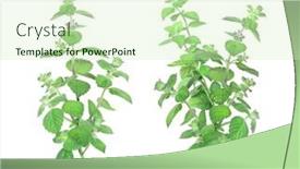  Presentation with peppermint - Cool new presentation theme with branch-of-peppermint-with-green backdrop and a soft green colored foreground