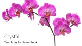  Presentation with pink white - Colorful slide deck enhanced with branch-of-pink-blooming-orchid backdrop and a white colored foreground