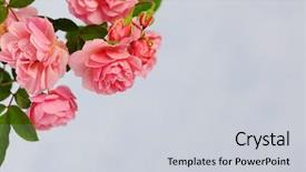  Presentation with pink rose - Amazing slide deck having branch of pink climbing rose backdrop and a light gray colored foreground