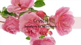  Presentation with pink rose - Slide set consisting of branch of pink climbing rose background and a coral colored foreground