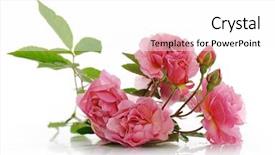  Presentation with pink rose - Audience pleasing PPT theme consisting of branch of pink climbing rose backdrop and a white colored foreground