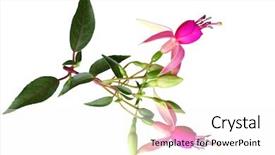  Presentation with pink petal flower animated - Presentation theme having branch of pink fuchsia flowers background and a  colored foreground