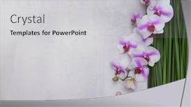  Presentation with orchid - Cool new slides with branch-of-pink-orchid-pink backdrop and a light gray colored foreground