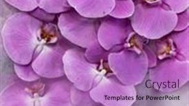  Presentation with orchid - Amazing PPT theme having branch-of-pink-orchid-pink backdrop and a coral colored foreground