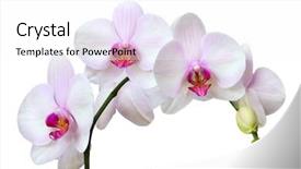  Presentation with orchid - Presentation with branch of pink spotted orchids background and a white colored foreground