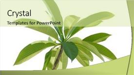  Presentation with plumeria - Slide deck enhanced with branch of plumeria frangipani leaf background and a soft green colored foreground