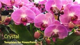  Presentation with orchid - Amazing PPT layouts having branch-of-purple-orchid-flower backdrop and a tawny brown colored foreground