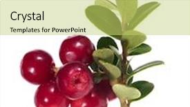  Presentation with cow - Cool new presentation theme with branch-of-red-cow-berries backdrop and a yellow colored foreground