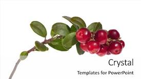  Presentation with cow - PPT theme featuring branch of red cow-berries isolated on white background background and a white colored foreground