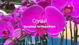  Presentation with greenhouse - Colorful theme enhanced with branch-of-red-orchid-flower backdrop and a purple colored foreground