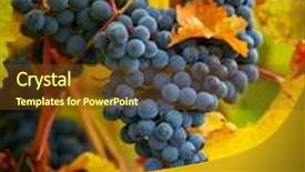  Presentation with branch - Amazing presentation design having branch of red wine grapes backdrop and a tawny brown colored foreground