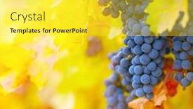  Presentation with branch - Presentation featuring branch-of-red-wine-grapes background and a yellow colored foreground