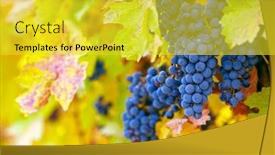  Presentation with branch - Presentation featuring natural background vineyard - branch of red wine grapes background and a yellow colored foreground