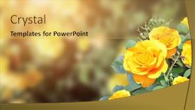  Presentation with yellow rose - Audience pleasing presentation design consisting of branch-of-rose-with-yellow backdrop and a yellow colored foreground