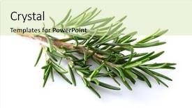  Presentation with branch - Cool new slide set with branch of rosemary backdrop and a soft green colored foreground