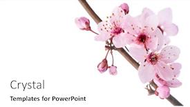  Presentation with sakura - Audience pleasing slide deck consisting of branch-of-sakura-isolated backdrop and a white colored foreground