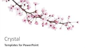  Presentation with sakura - Audience pleasing slides consisting of branch-of-sakura-isolated backdrop and a white colored foreground