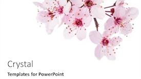  Presentation with sakura - Colorful presentation enhanced with branch-of-sakura-isolated backdrop and a white colored foreground