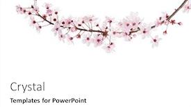  Presentation with sakura - Theme having branch-of-sakura-isolated background and a white colored foreground