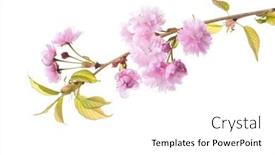  Presentation with sakura - PPT theme having branch-of-sakura-isolated background and a white colored foreground