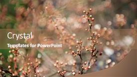  Presentation with sakura - Beautiful theme featuring branch-of-sakura-with-white backdrop and a coral colored foreground