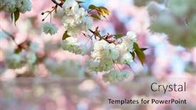  Presentation with sakura - Colorful slide deck enhanced with branch-of-sakura-with-white backdrop and a soft green colored foreground