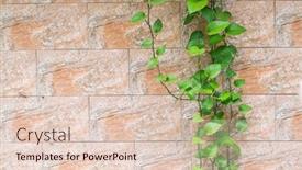  Presentation with ivy - Amazing PPT theme having branch-of-scindapsus-devil-s backdrop and a lemonade colored foreground