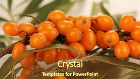 Presentation with branch - Slide deck with branch of sea buckthorn close background and a tawny brown colored foreground
