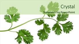  Presentation with branch - Cool new presentation with branch of single cilantro coriander backdrop and a mint green colored foreground