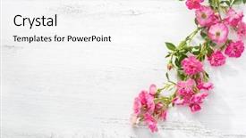  Presentation with pink roses - Colorful PPT theme enhanced with branch of small pink roses backdrop and a white colored foreground