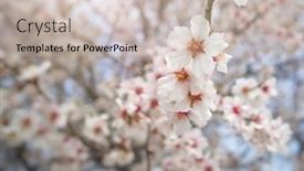  Presentation with almond - Colorful slide deck enhanced with branch-of-spring-almond-tree backdrop and a soft green colored foreground