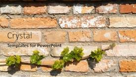  Presentation with vine - Slide set with branch-of-spring-vine background and a  colored foreground