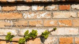  Presentation with vine - PPT theme featuring branch-of-spring-vine background and a coral colored foreground