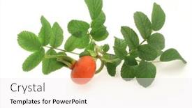  Presentation with branch - PPT theme consisting of branch-of-sweet-brier background and a sky blue colored foreground