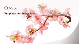  Presentation with japanese flowers - Presentation theme featuring branch-of-the-blossoming-japanese background and a lemonade colored foreground