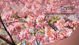  Presentation with japan sakura - Colorful PPT theme enhanced with branch of the blossoming sakura backdrop and a coral colored foreground