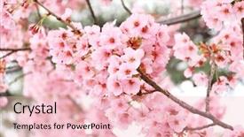  Presentation with japan sakura - Slide set featuring branch of the blossoming sakura background and a lemonade colored foreground
