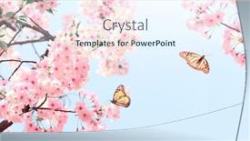  Presentation with pink flowers - Cool new PPT theme with branch-of-the-blossoming-sakura backdrop and a sky blue colored foreground