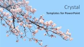  Presentation with japan sakura - Colorful PPT layouts enhanced with branch-of-the-blossoming-sakura backdrop and a light blue colored foreground