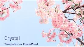 Presentation with pink flowers - Audience pleasing PPT layouts consisting of branch-of-the-blossoming-sakura backdrop and a sky blue colored foreground