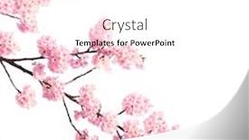  Presentation with japan sakura - Audience pleasing PPT theme consisting of branch-of-the-blossoming-sakura backdrop and a white colored foreground