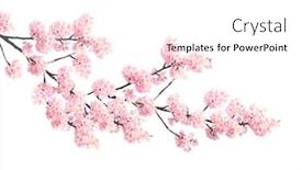  Presentation with pink flowers - Beautiful presentation featuring branch-of-the-blossoming-sakura backdrop and a white colored foreground
