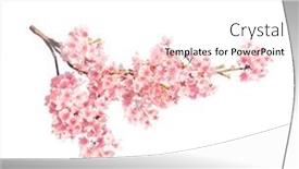  Presentation with japan sakura - Cool new PPT theme with branch-of-the-blossoming-sakura backdrop and a white colored foreground