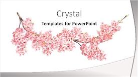  Presentation with japan sakura - Presentation theme having branch-of-the-blossoming-sakura background and a white colored foreground