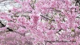  Presentation with sakura japanese cherry branch - Presentation consisting of branch-of-the-blossoming-sakura background and a coral colored foreground