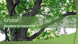  Presentation with oak - PPT layouts consisting of branch of the oak background and a tawny brown colored foreground